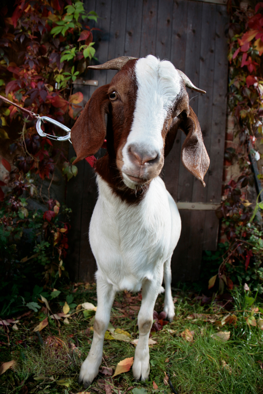 goat