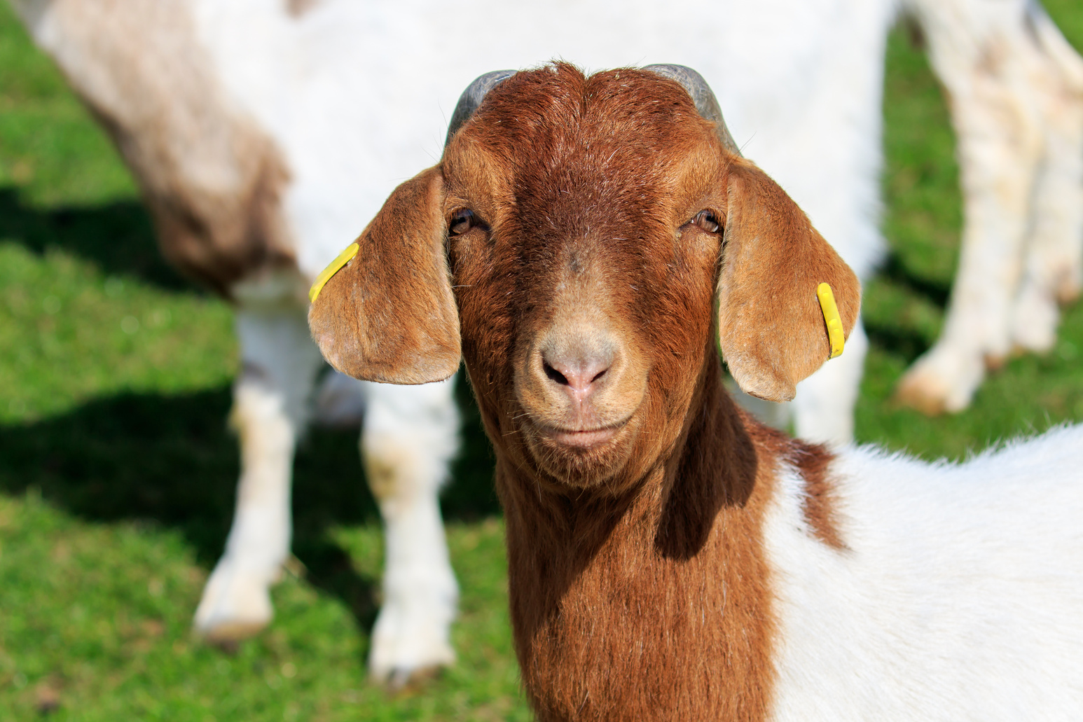 Boer Goat